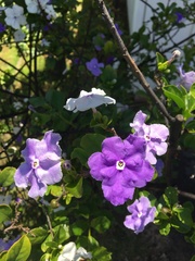 Brunfelsia australis