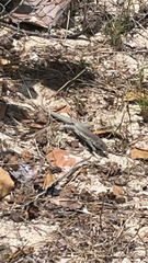 Pholidoscelis plei