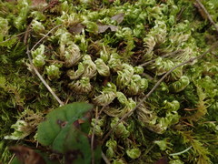 Homalothecium megaptilum