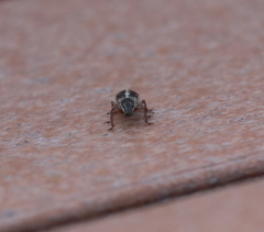 Pachyrhinus californicus