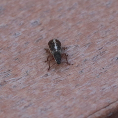 Pachyrhinus californicus