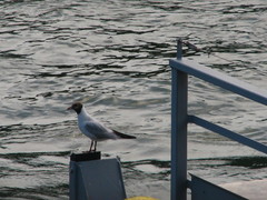Chroicocephalus ridibundus