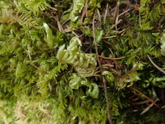 Homalothecium megaptilum