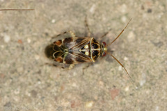 Tropidosteptes quercicola