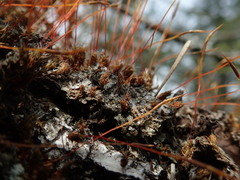 Syntrichia princeps