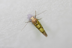 Argyresthia alternatella