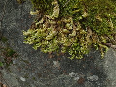 Homalothecium megaptilum