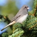 Dark-eyed Junco - Photo (c) Denis Doucet, some rights reserved (CC BY-NC)