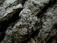 Alyxoria varia