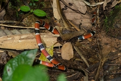 Micrurus corallinus
