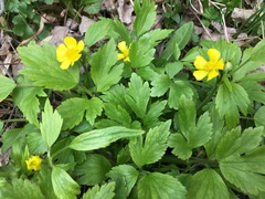 Ranunculus hispidus nitidus
