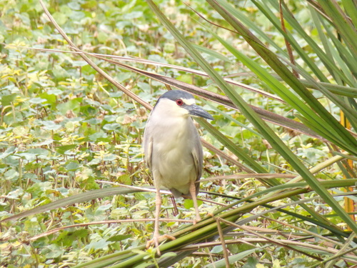Nycticorax nycticorax image