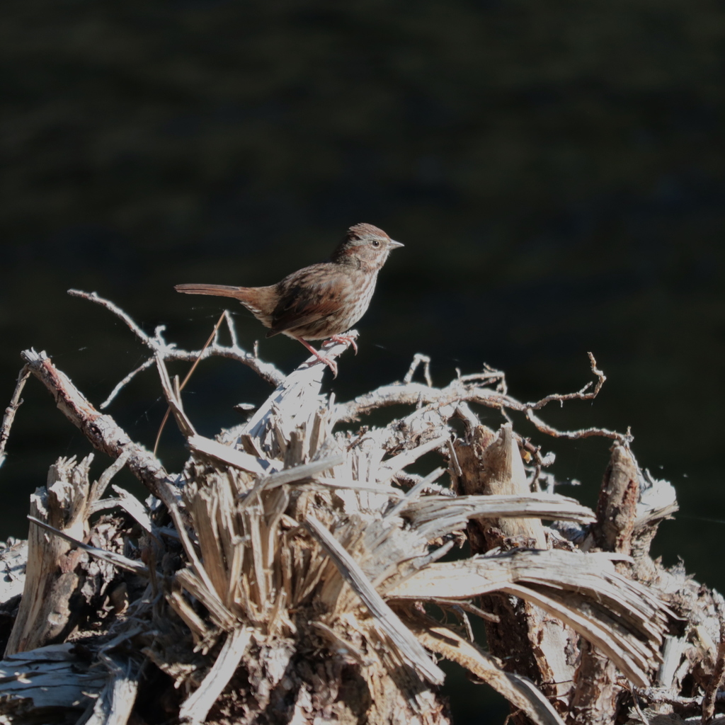 Song Sparrow (montana/merrilli)