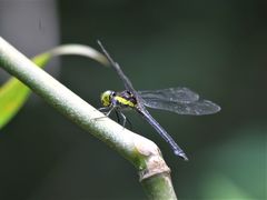 Agrionoptera longitudinalis biserialis