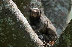 Callithrix penicillata