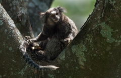 Callithrix penicillata