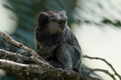 Callithrix penicillata