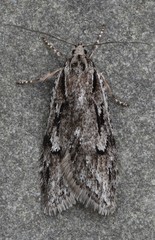 Semioscopis aurorella