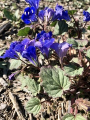 Phacelia campanularia