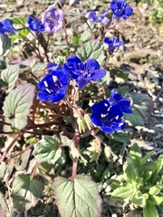 Phacelia campanularia
