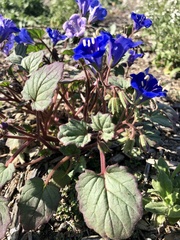 Phacelia campanularia