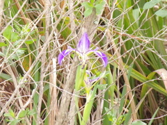 Iris savannarum