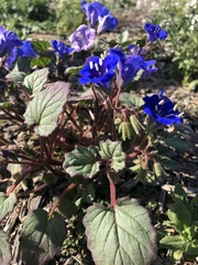 Phacelia campanularia
