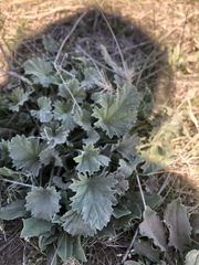 Sphaeralcea munroana