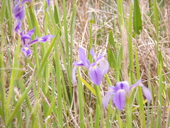 Iris savannarum