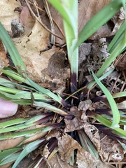 Carex purpurifera