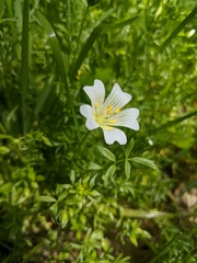 Limnanthes