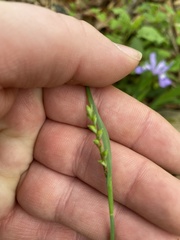 Carex purpurifera