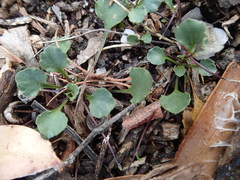 Viola cleistogamoides