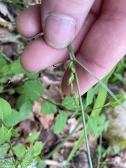 Carex purpurifera