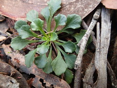 Viola cleistogamoides