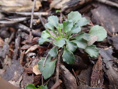 Viola cleistogamoides