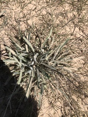 Erigeron pumilus
