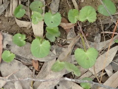 Centella cordifolia