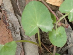 Centella cordifolia