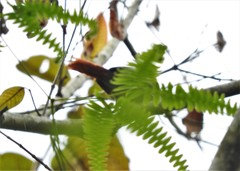 Synallaxis brachyura