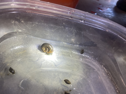 iNaturalist observation photo of Marsh Ramshorn