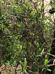 Lonicera sempervirens sempervirens