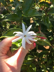 Jasminum nitidum