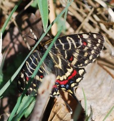 Sericinus montela