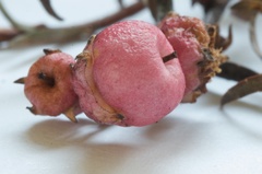 Gaultheria macrostigma