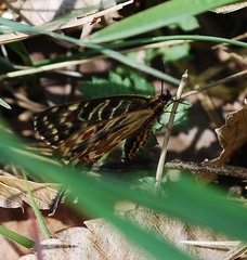 Sericinus montela