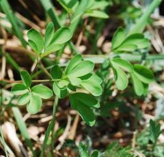 Corydalis