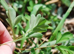 Corydalis
