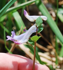 Corydalis