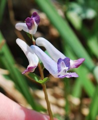 Corydalis